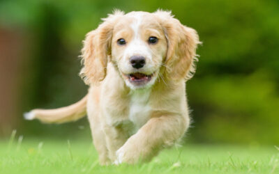 We are now Sponsoring "Fudge" a trainee Hearing Dog for Deaf people